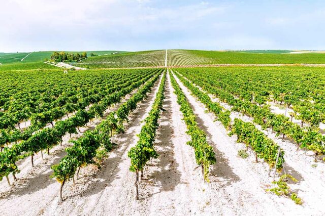 La Ruta del Vino impulsa la protección de los viñedos del Marco de Jerez