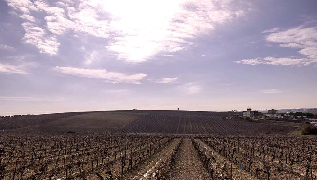 Bodegas Callejuela