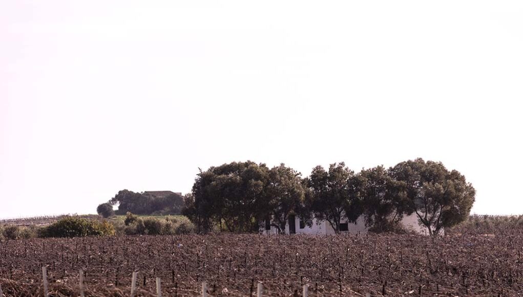 Bodegas Callejuela