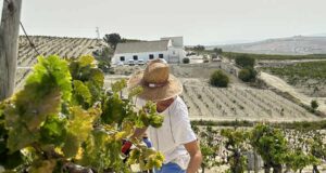 Valdespino, vendimiando una viña única Valdespino, vendimiando una viña única