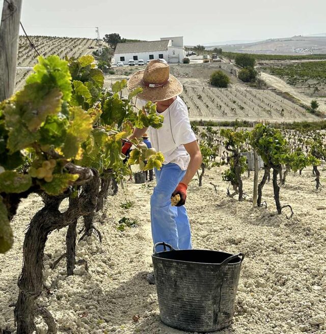 Valdespino, vendimiando una viña única
