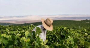 Concluye la Vendimia en el Marco de Jerez con una mayor producción y un alto nivel de calidad Concluye la Vendimia en el Marco de Jerez con una mayor producción y un alto nivel de calidad