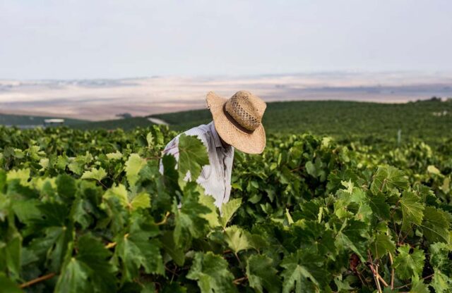 Concluye la Vendimia en el Marco de Jerez con una mayor producción y un alto nivel de calidad