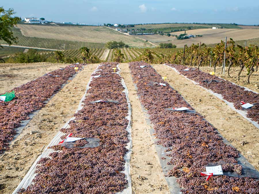 El proyecto INVITEC muestra a los medios de comunicación sus avances en el cultivo ecológico del Pedro Ximénez 